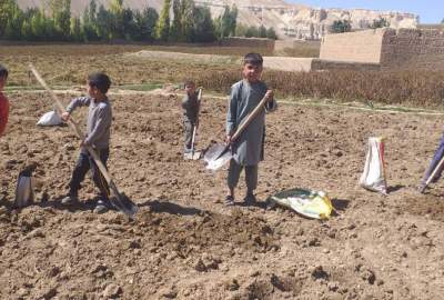 جمع آوری پس مانده‌ کچالو از زمین‌ها از سوی خانواده‌های بی بضاعت در بامیان