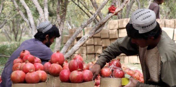 انار قندهار پس از قزاقستان به چین صادر می‌شود