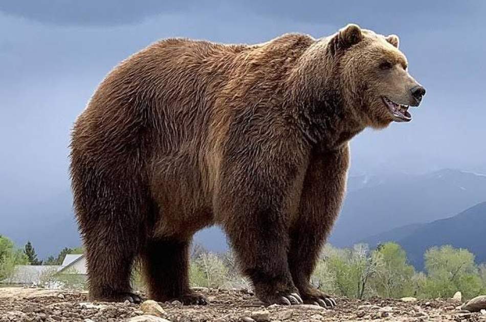 The promise of Badakhshan officials to arrest the perpetrators of killing a brown bear in Sheki district