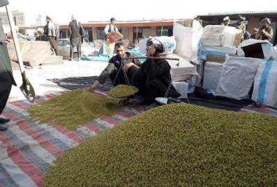 زيادة إنتاج الزبيب في محافظة سربل