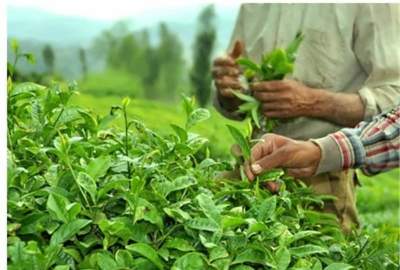 کشاورزان: ولایت خوست برای کشت چای سبز مناسب است