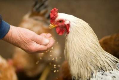 دراسات جديدة تكشف إمكانية انتقال فيروس إنفلونزا الطيور عبر الهواء!