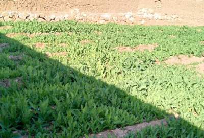 پاک‌سازی یک‌جریب زمین از کشت کوکنار در ولایت دایکندی