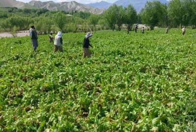 پایان موفقیت‌آمیز کمپین محو کشت کوکنار در ولسوالی خدیر دایکندی