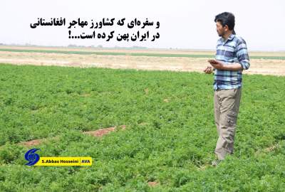 و سفره‌ای که کشاورز مهاجر افغانستانی در ایران پهن کرده است...!