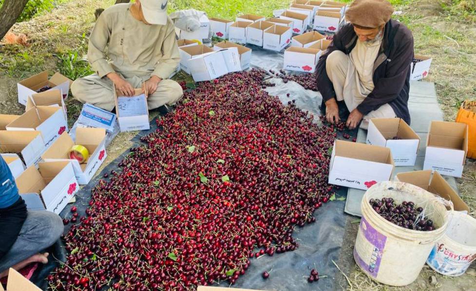 از سرگیری صادرات گیلاس پنجشیر؛ بیش از ۱۰۰ تُن محصول به بازارهای آسیای میانه و روسیه صادر می‌شود