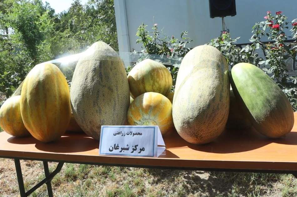 جشن سنتی خربزه در جوزجان؛ نمایش توانمندی دهاقین و تأکید بر زراعت‌محوری