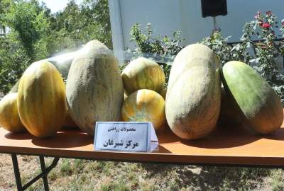 جشن سنتی خربزه در جوزجان؛ نمایش توانمندی دهاقین و تأکید بر زراعت‌محوری