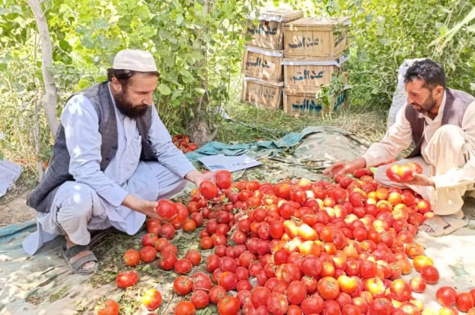 افزایش محصولات بادنجان رومی در سمنگان