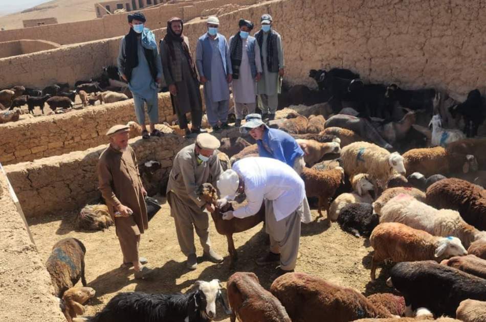 په غور کې اړمنو کورنیو ته وزې او پسونو ویشل شوي دي