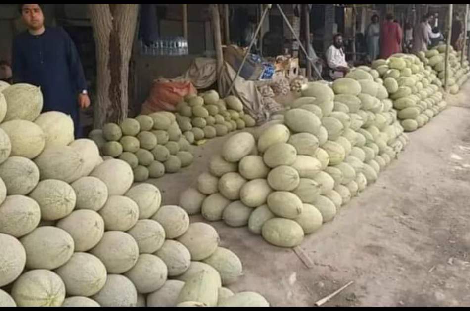 افزایش چشم‌گیر تولید خربوزه و تربوز در بغلان؛ بیش از ۳۳ هزار تُن برداشت شد