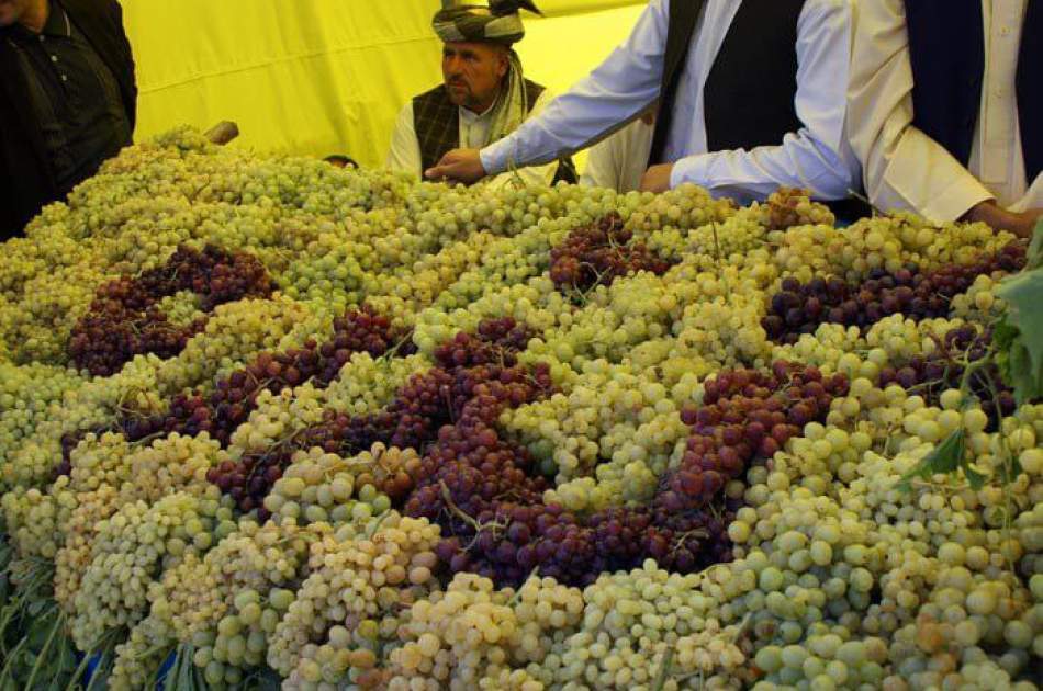 هرات د میوو په تولید کې بې ساري دی؛ سږ کال د ۱۸۰،۰۰۰ ټنو انګورو د حاصلاتو وړاندوینه