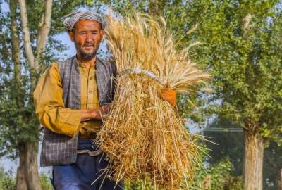 الفاو وبريطانيا تستثمران 10 ملايين جنيه إسترليني لضمان الأمن الغذائي في البلاد