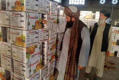البداية في تصدير التين من قندهار إلى الدول الأجنبية