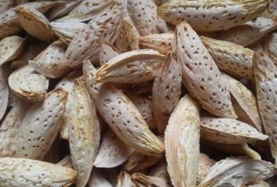 افزایش پنج‌درصدی برداشت بادام در سمنگان