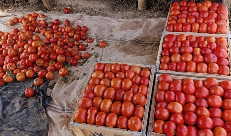 افزایش ۹ درصدی برداشت بادنجان رومی در سمنگان؛ بهبود کیفیت و قیمت محصولات دهاقین