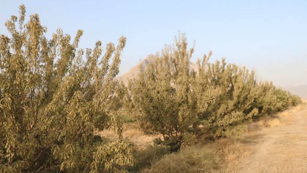 افزایش ۲ درصدی حاصلات بادام در ولایت لوگر