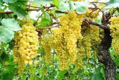 افزایش ۱۰ درصدی حاصلات انگور در لوگر نسبت به سال گذشته