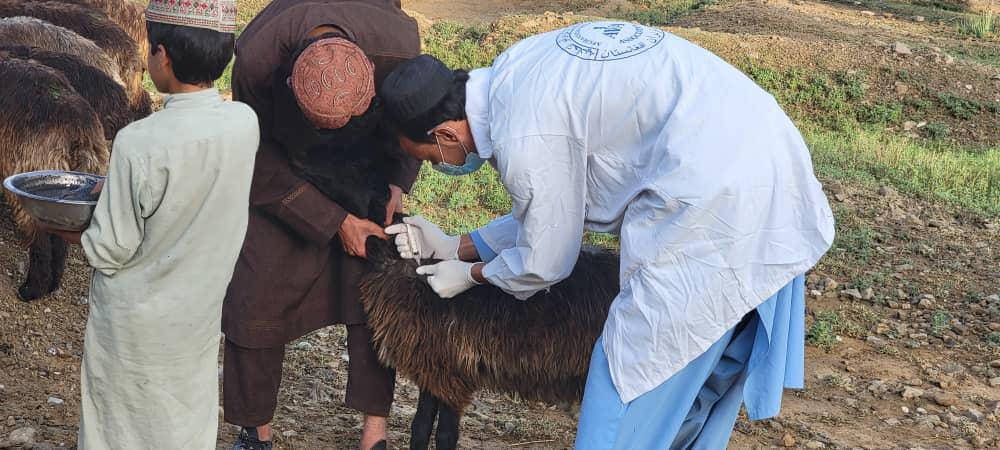 آغاز کمپاین واکسیناسیون بیماری طاعون حیوانات کوچک در ولایت خوست