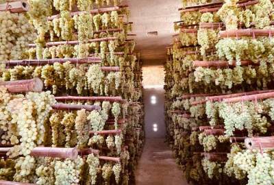 سازمان ملل متحد ۱۶۵ کشمش‌خانه در نقاط مختلف کشور می‌سازد