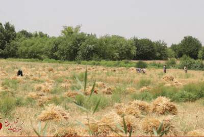 توزیع کمک نقدی برای ۱۴۲ زن زراعت‌پیشه در ولسوالی چمتال ولایت بلخ