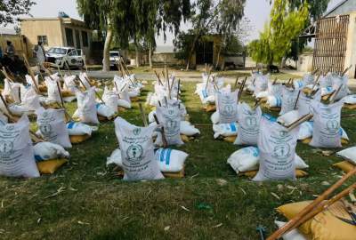 توزیع تخم‌های اصلاح‌شده گندم و ابزار زراعتی برای نزدیک به ۵۰۰ دهقان در ننگرهار