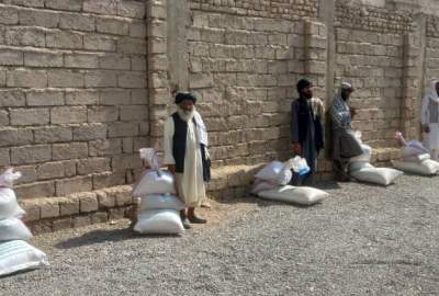 ۴۰ مزرعه نمایشی گندم در هلمند؛ نمونه‌ای برای افزایش محصول