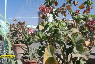 دوربین آوا/ حال و هوای کابل در فصل خزان؛ مناطق قلعه ناظر، دهبوری و سرک کارته سخی  <img src="https://cdn.avapress.net/images/video_icon.png" width="16" height="16" border="0" align="top">