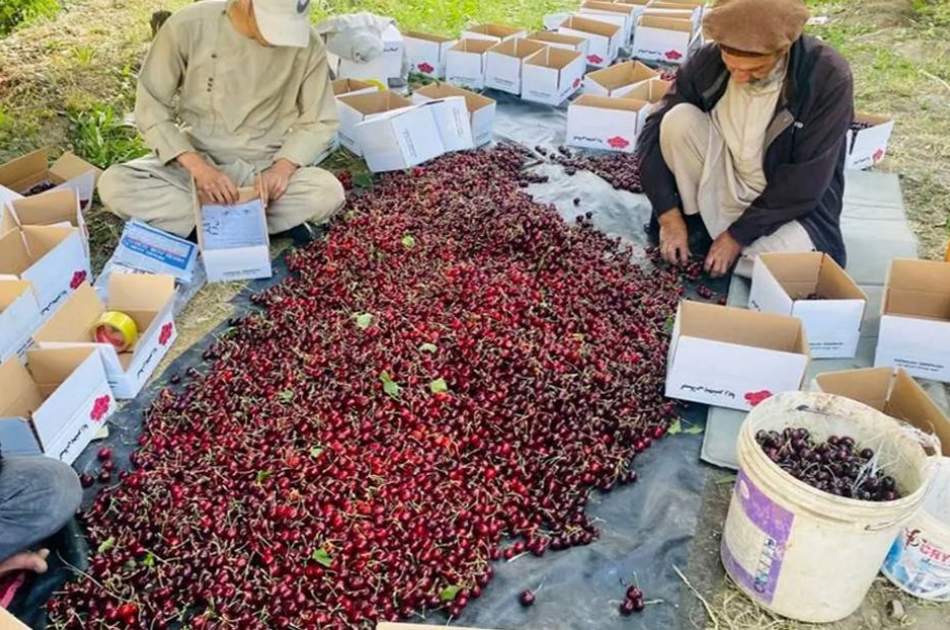 صادرات بیش از یک هزار تُن میوه گیلاس پنجشیر به‌ارزش بیش از ۲۱ میلیون دالر به کشورهای خارجی