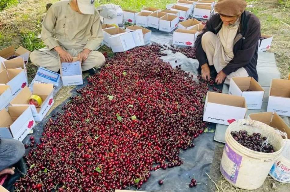 بهرنیو هیوادونو ته د ۲۱ میلیون ډالرو څخه ډیر ارزښت لرونکي د پنجشیر د ۱۰۰۰ ټنو څخه ډیر گلاس صادرول