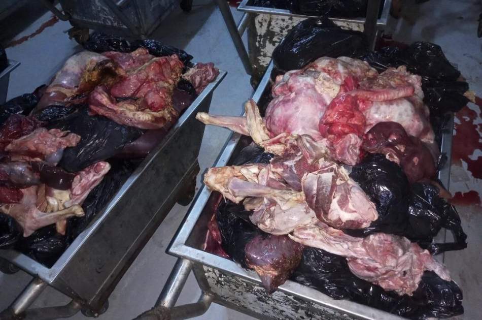 په بلخ ولایت کې له دوه ټنو څخه زیات خراب شوي او ککړ شوي غوښه وسوځول شوه