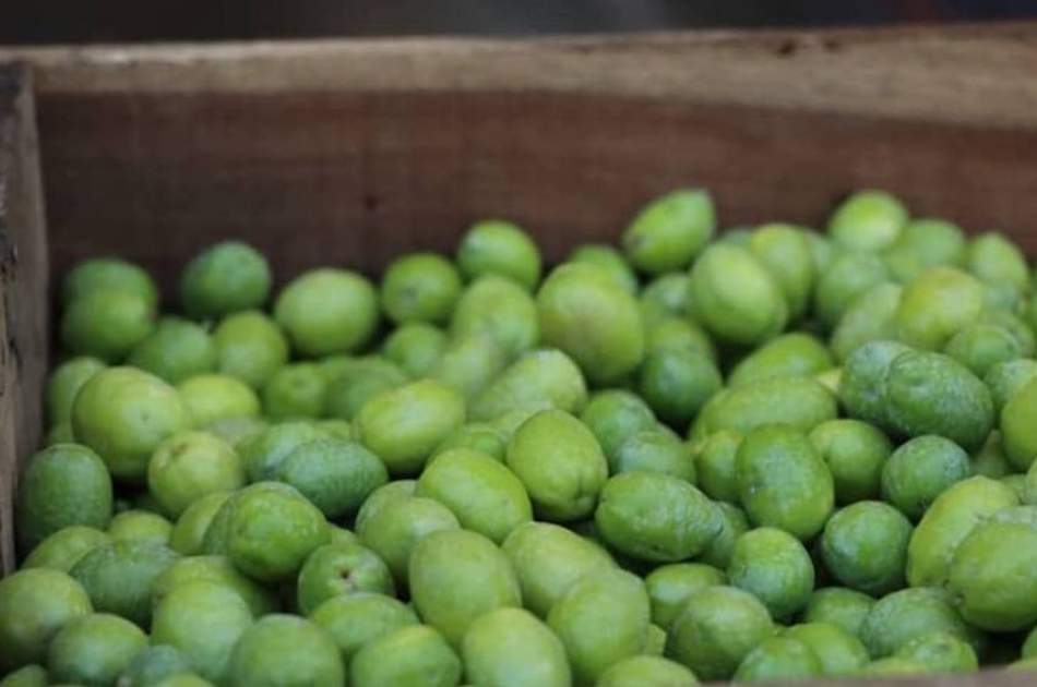 جهش ۴۰ درصدی تولید روغن زیتون در ننگرهار