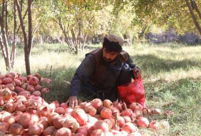 تصاویر/ افزایش حاصلات و بهبود کیفیت انار در قندهار  