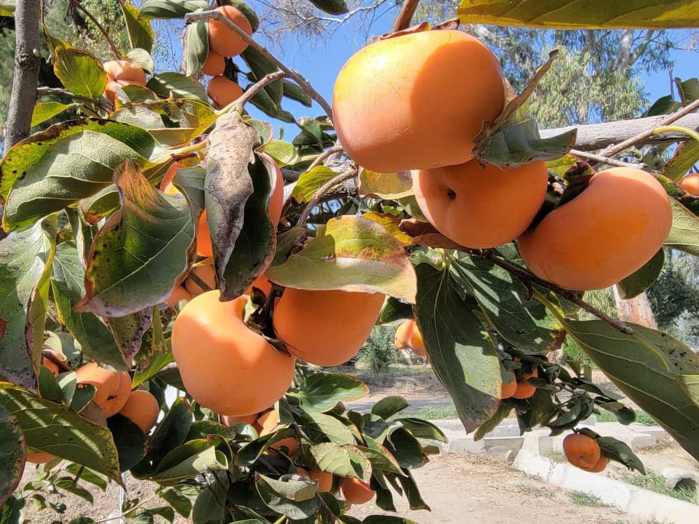 گسترش باغ‌های املوک در ننگرهار؛ پیش‌بینی برداشت بیش از چهار هزار تُن محصول