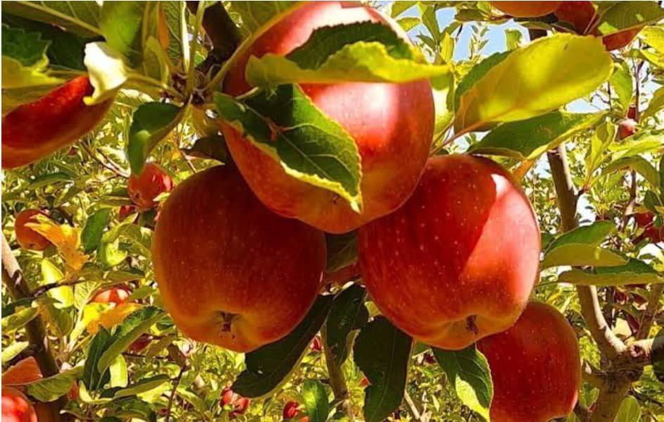 افزایش ۱۲ درصدی حاصلات سیب در بغلان نسبت به سال گذشته