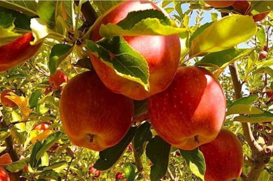 په بغلان کې د مڼو حاصلات د تیر کال په پرتله ۱۲ سلنه زیات شوي دي