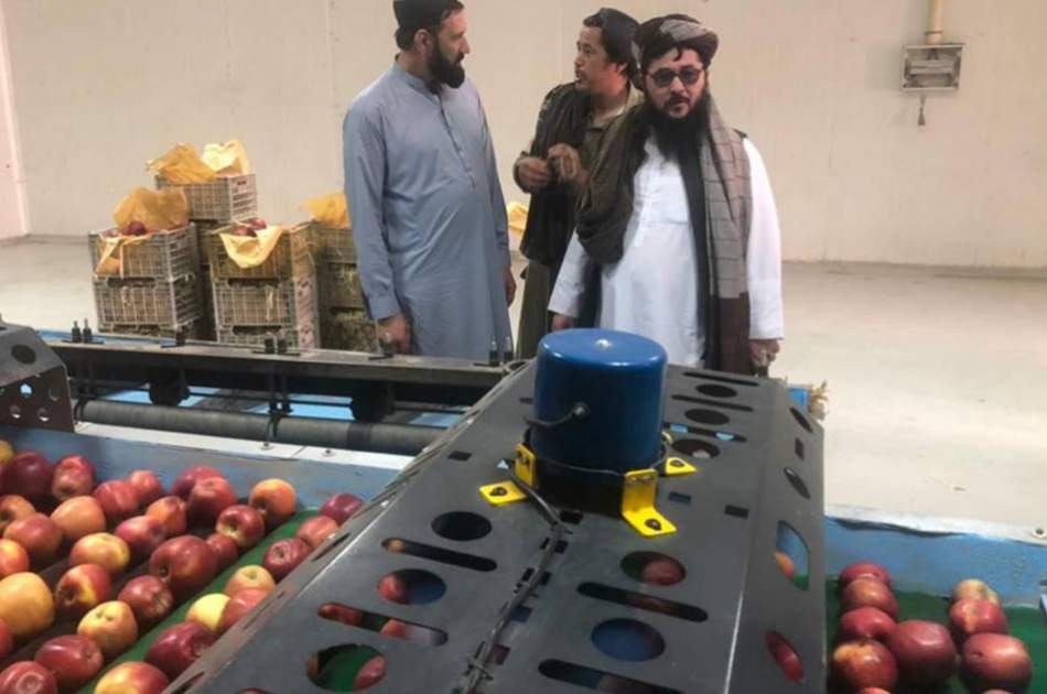 صادرات سیب برای نخستین بار از قندهار به روسیه آغاز شد