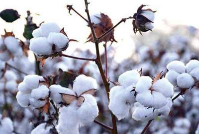 افزایش چشمگیر حاصلات پنبه در ولایت قندهار