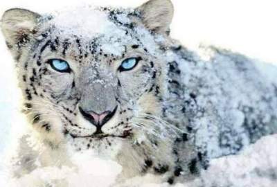 Lack of cooperation from institutions in protecting snow leopards and Marco Polo deer in Badakhshan