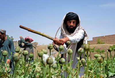 کاهش بی‌سابقه تولید تریاک در افغانستان پس از ممنوعیت کشت