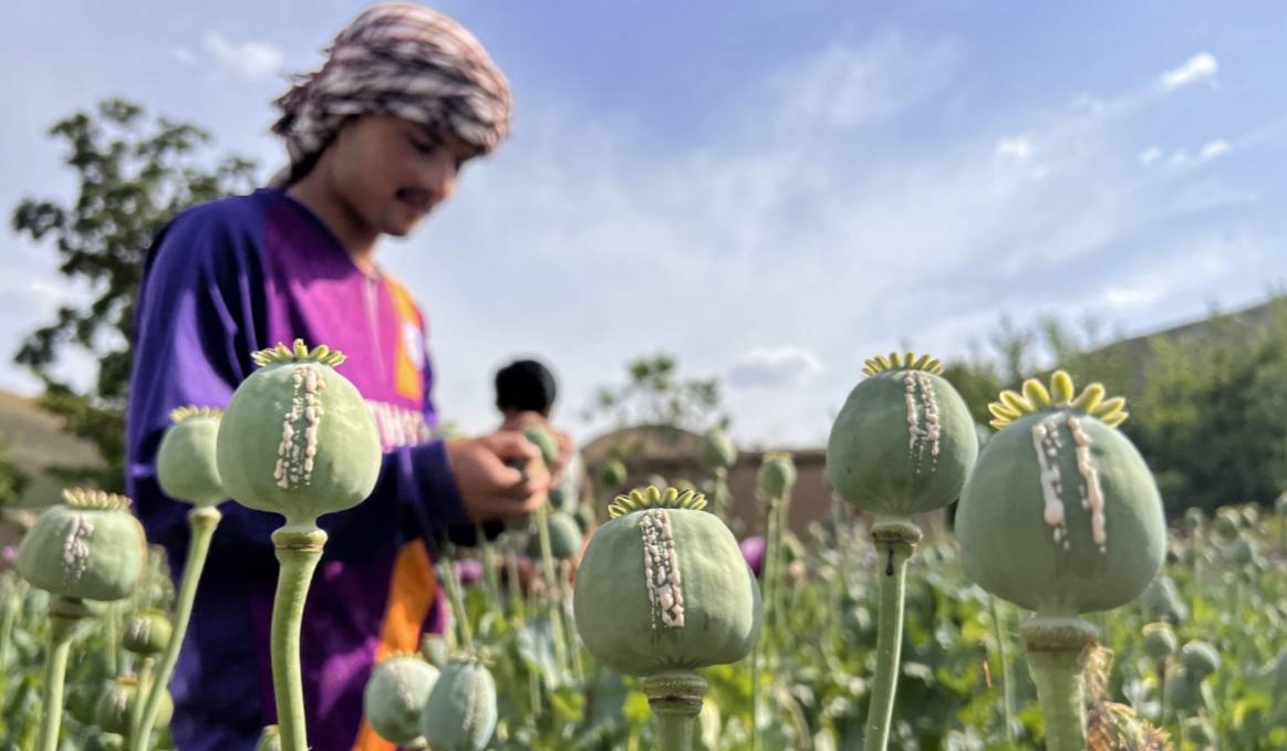 سازمان ملل: کشاورزان تریاک در شمال کشور نیازمند حمایت هدفمند معیشتی‌اند
