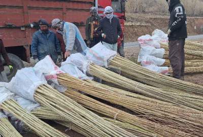 آغاز توزیع و غرس ۳۰ هزار اصله نهال غیرمثمر برای توسعه فضاهای سبز در بامیان