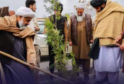 په کابل کې د ۲۰۰۰ نیالګیو کښینول؛ د ښاري منظرو او چاپیریال د ښه والي لپاره یو پروګرام