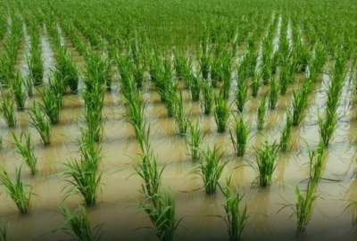 په کندوز ولایت کې د وریجو د ۲۰ نمونوي پالیزونو جوړول؛ د معیاري کښت د ترویج لپاره یو ګام