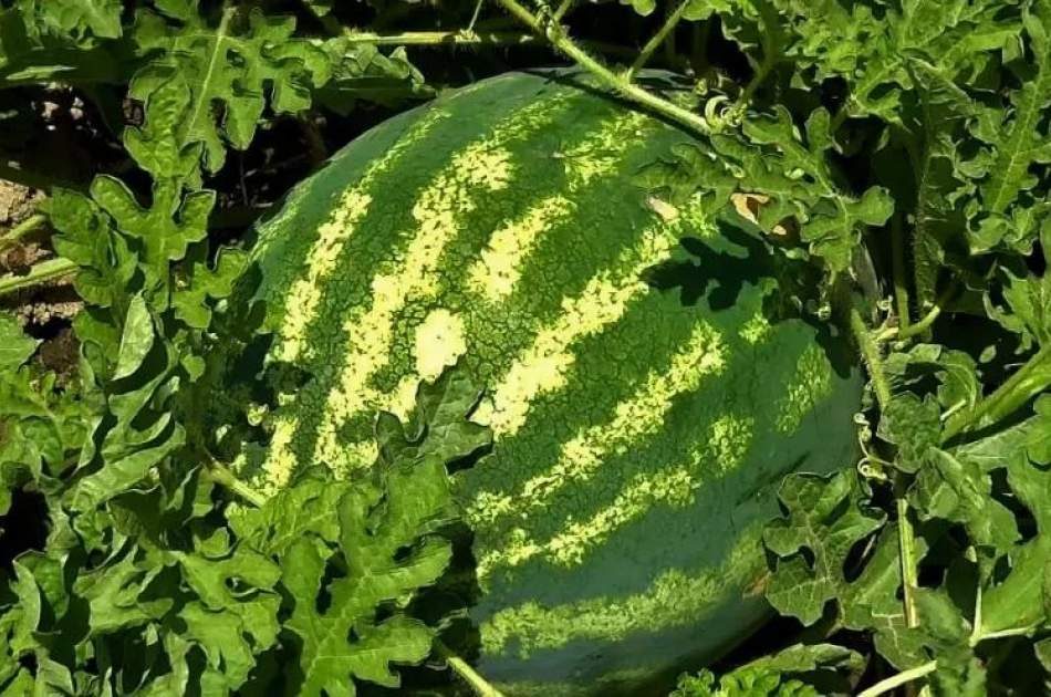 برداشت ۸۲۰۰ تُن تربوز از کشتزارهای لغمان؛ رونق تولید و اشتغال در ولایت