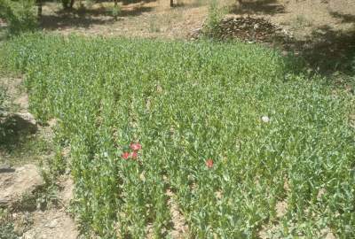 تخریب زمین کشت کوکنار در دایکندی 