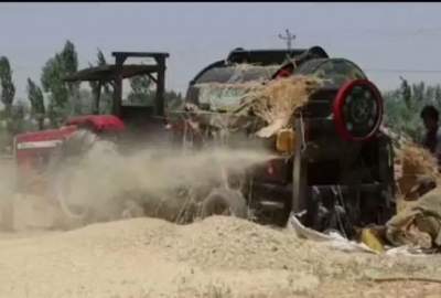افزایش ۱۲ درصدی برداشت گندم در لوگر؛ بیش از ۸۲ هزار تن محصول جمع‌آوری شد
