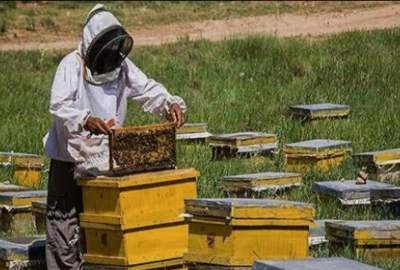 افزایش چشمگیر تولید عسل در هرات؛ برداشت سالانه به ۲۵۰ تُن رسید