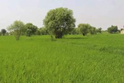 کشت شالی در لغمان به ۱۱ هزار هکتار رسید؛ پیش‌بینی افزایش تولید و درآمد دهقانان